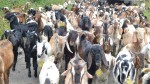 On the occasion of Dashain, Rukum business of 18 crores by selling goats